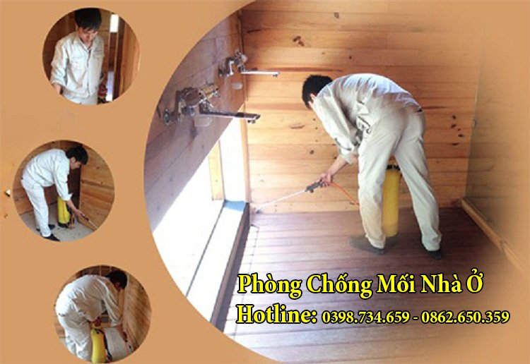 Dịch vụ phòng chống mối